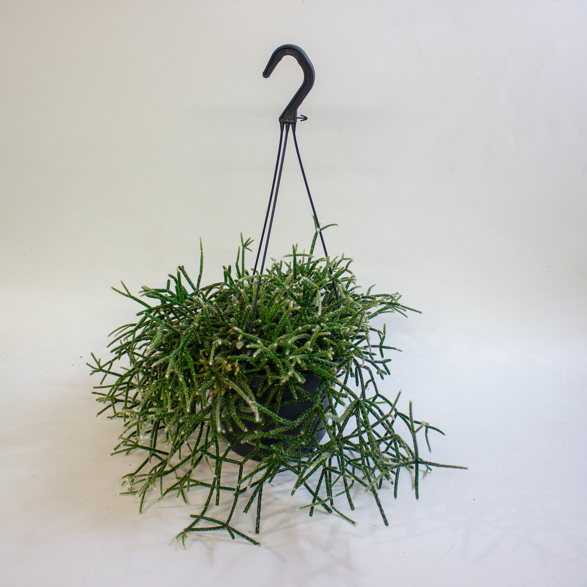 Rhipsalis Pilocarpa 17cm H30cm