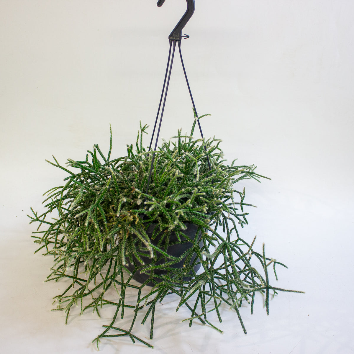 Rhipsalis Pilocarpa 17cm H30cm