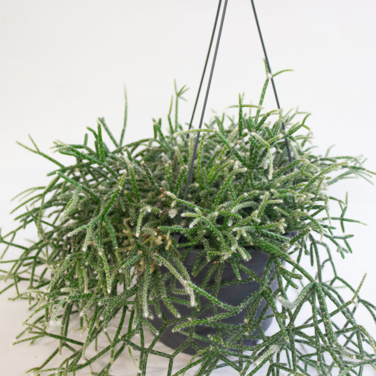 Rhipsalis Pilocarpa 17cm H30cm
