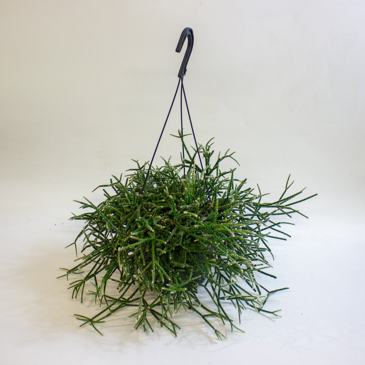 Rhipsalis Pilocarpa 17cm H30cm