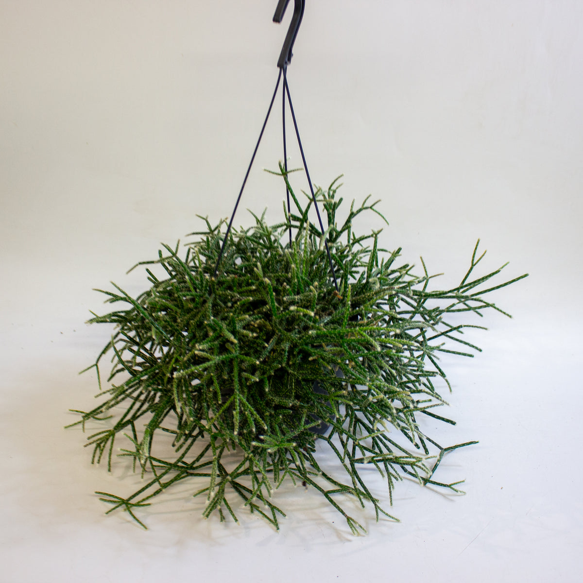 Rhipsalis Pilocarpa 17cm H30cm