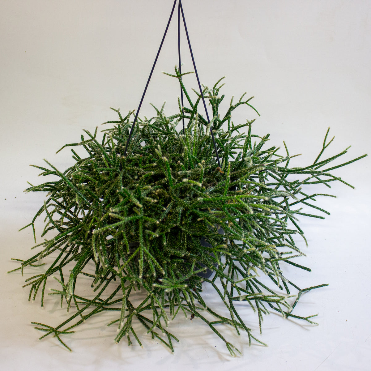 Rhipsalis Pilocarpa 17cm H30cm