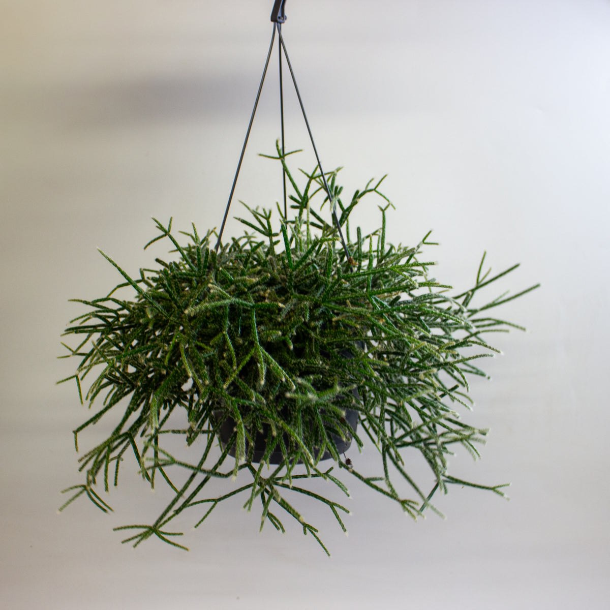 Rhipsalis Pilocarpa 17cm H30cm