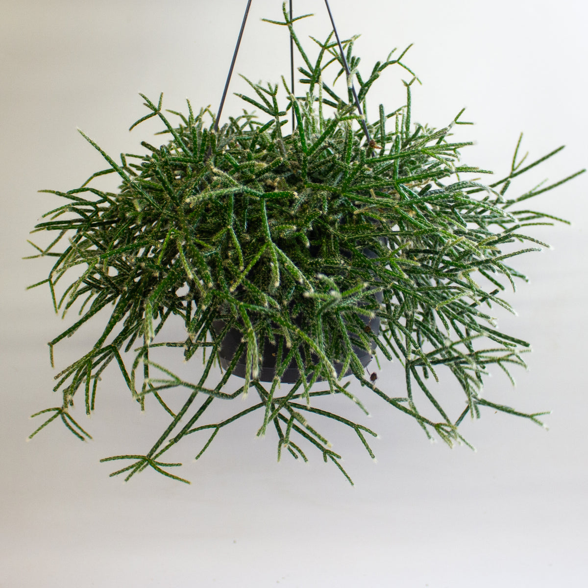 Rhipsalis Pilocarpa 17cm H30cm