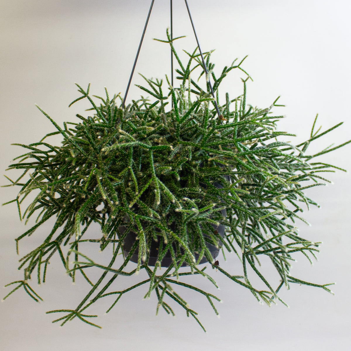 Rhipsalis Pilocarpa 17cm H30cm
