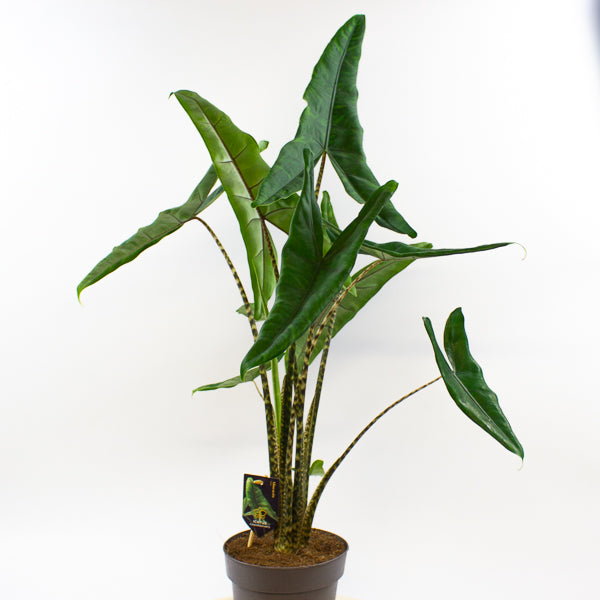 Alocasia Tigrini 17cm H65cm