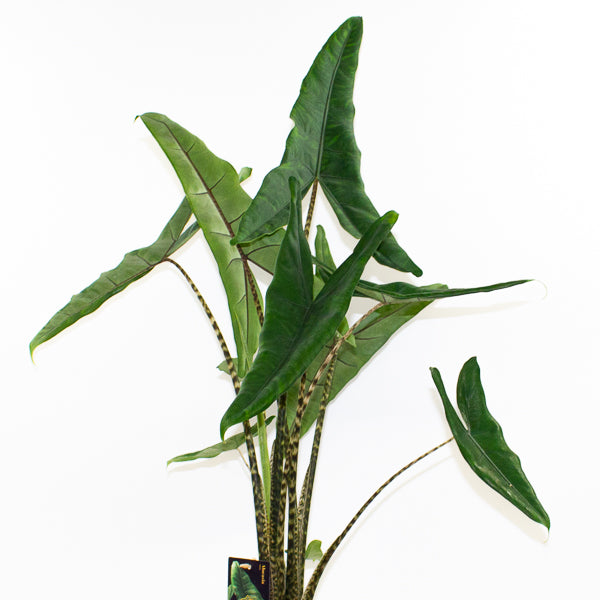 Alocasia Tigrini 17cm H65cm