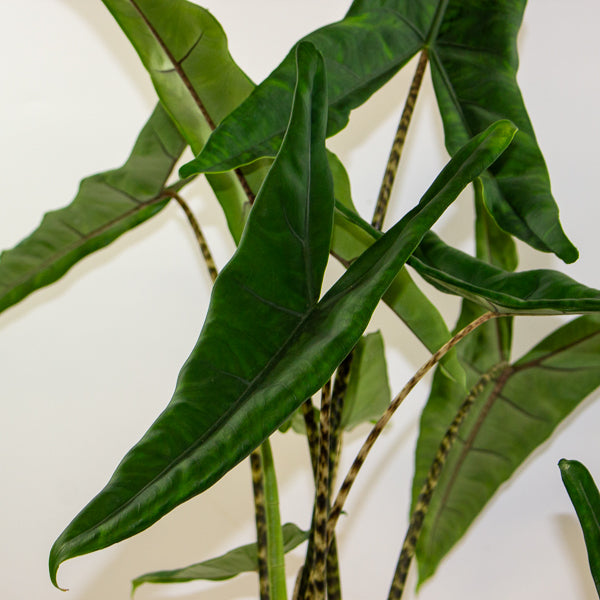 Alocasia Tigrini 17cm H65cm