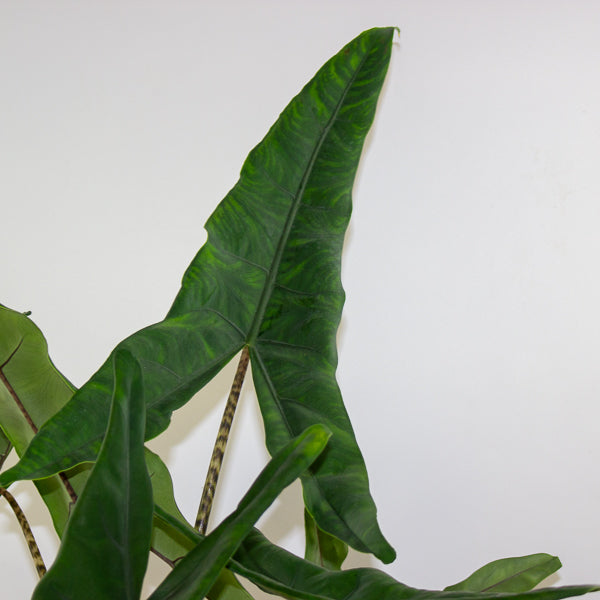 Alocasia Tigrini 17cm H65cm