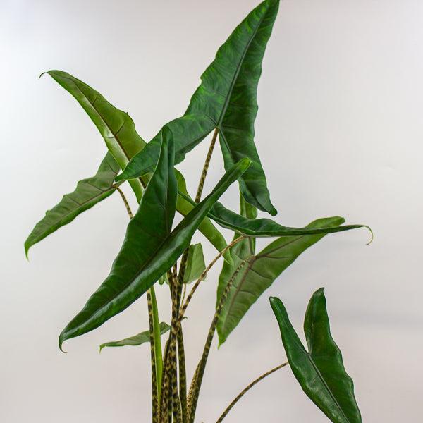 Alocasia Tigrini 17cm H65cm