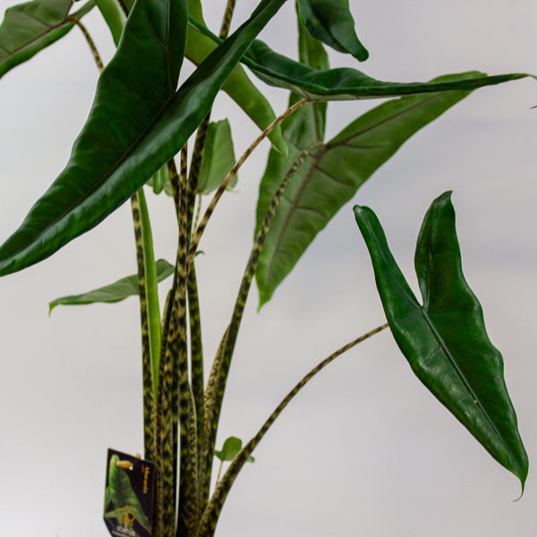 Alocasia Tigrini 17cm H65cm