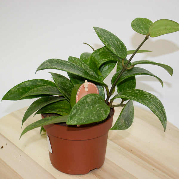 Hoya Rangsan 12cm H14cm