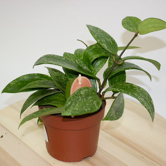 Hoya Rangsan 12cm H14cm