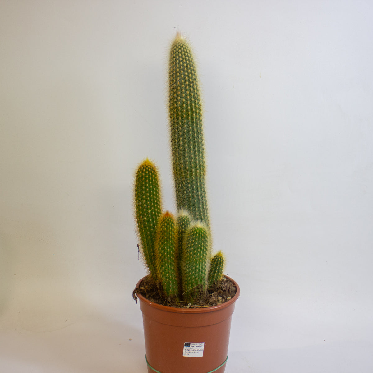 Cereus Cacti 17cm H65cm