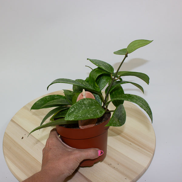 Hoya Rangsan 12cm H14cm