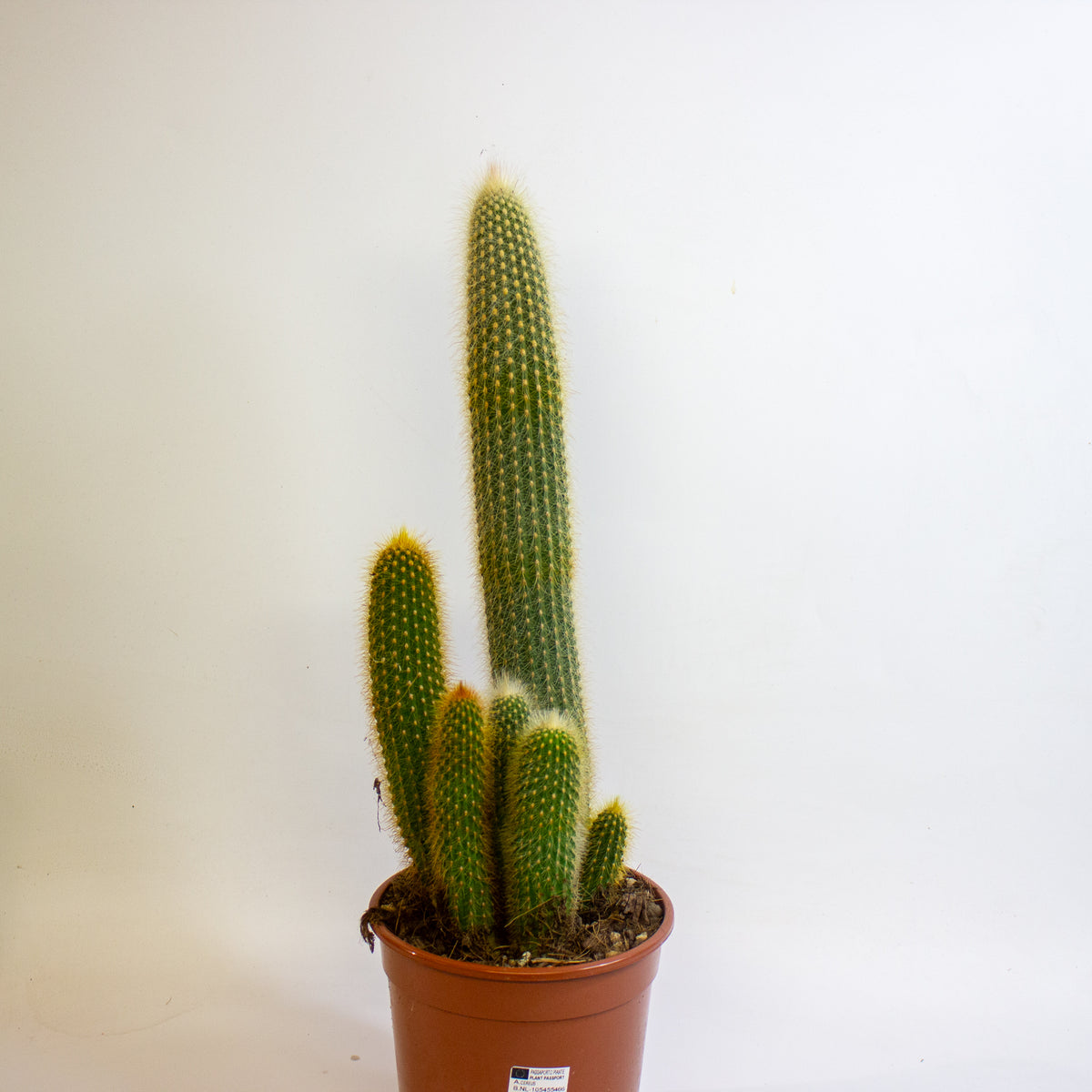 Cereus Cacti 17cm H65cm