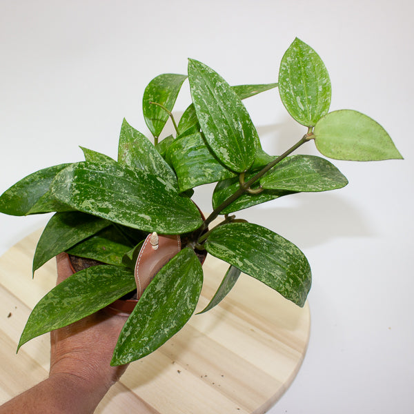 Hoya Rangsan 12cm H14cm