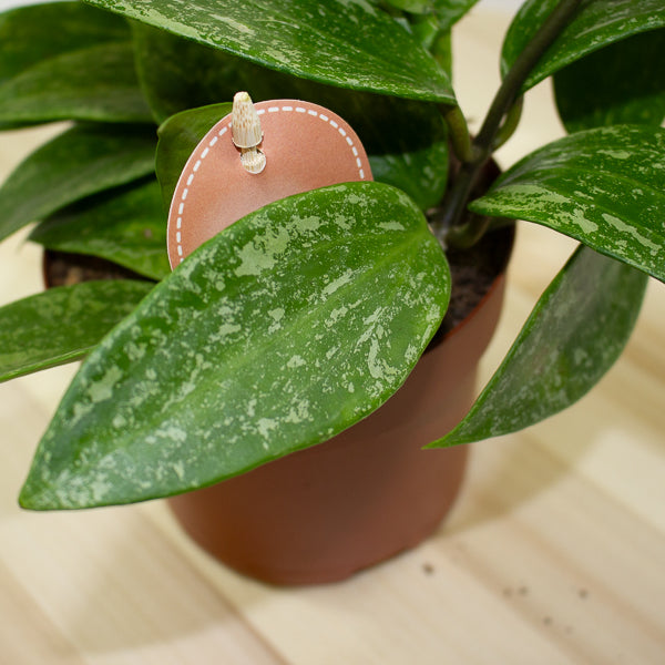 Hoya Rangsan 12cm H14cm