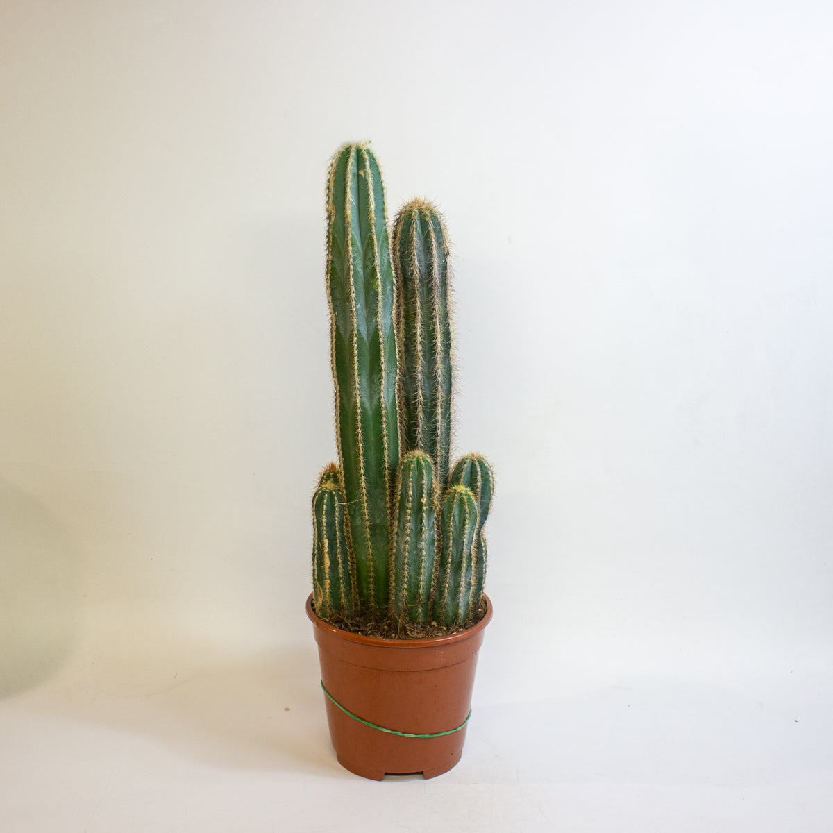 Cereus Cacti 17cm H65cm