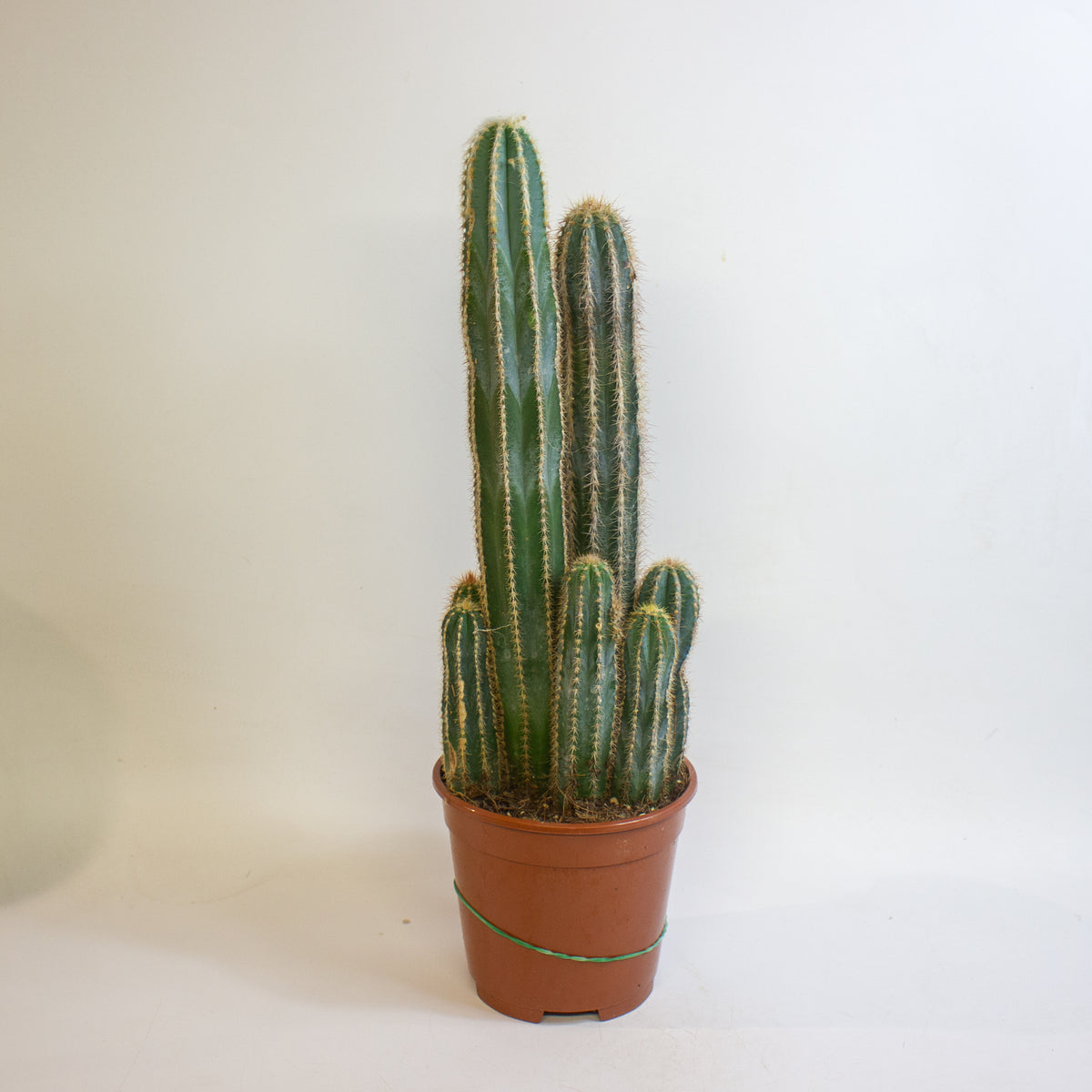 Cereus Cacti 17cm H65cm