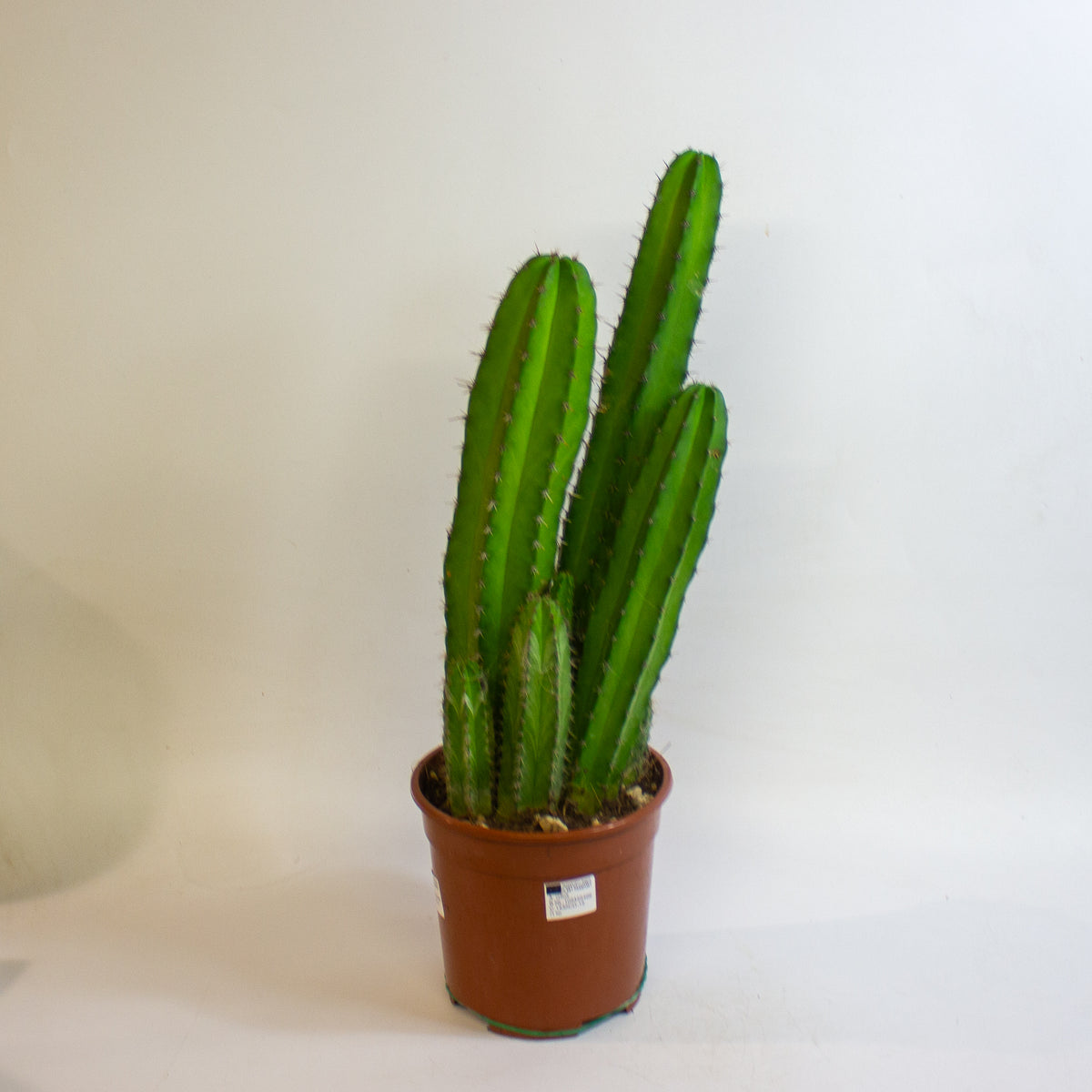 Cereus Cacti 17cm H65cm