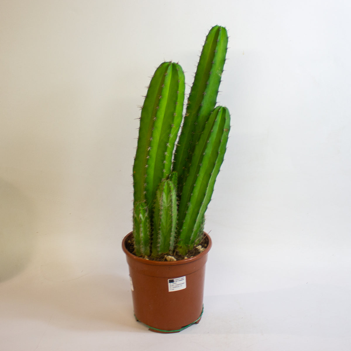 Cereus Cacti 17cm H65cm