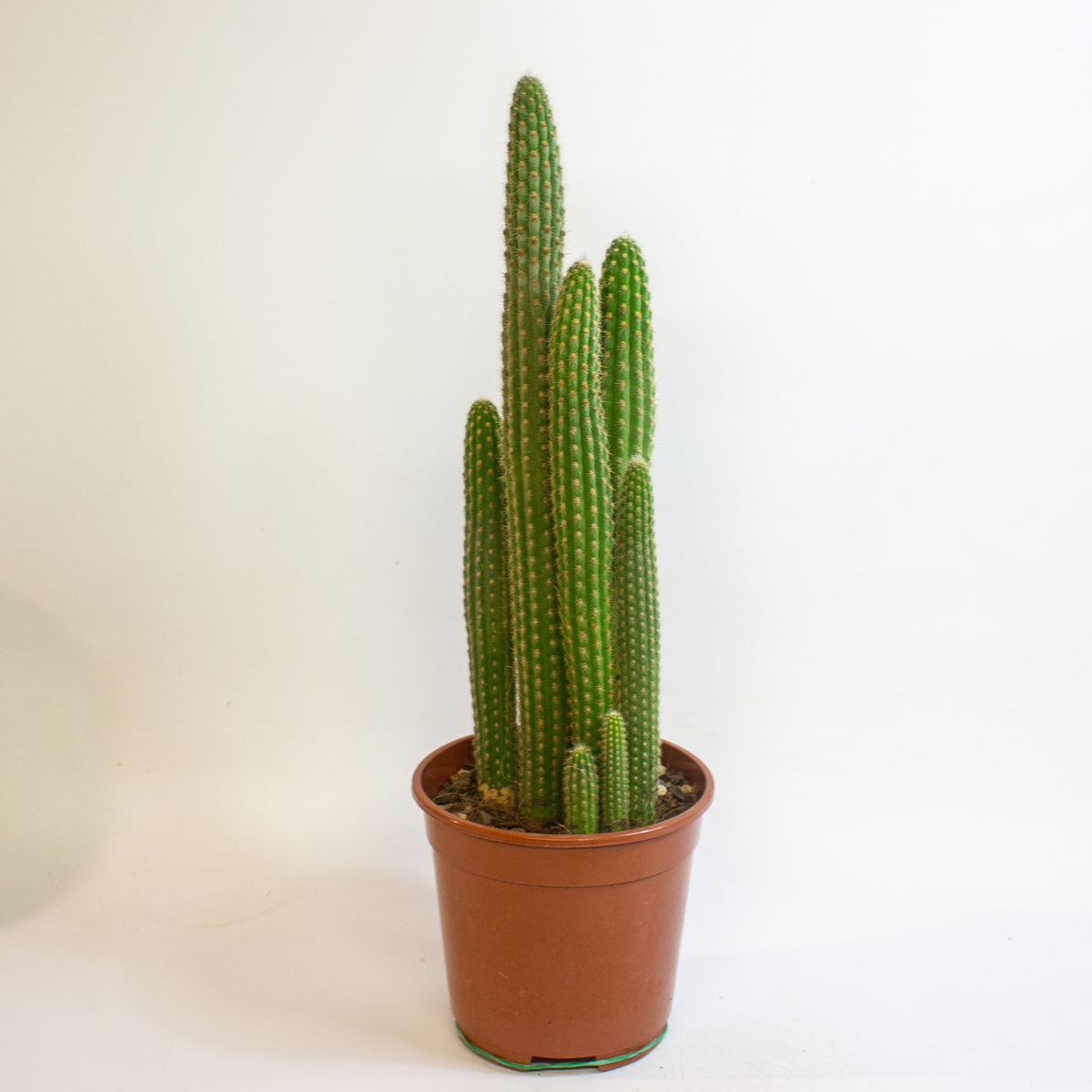 Cereus Cacti 17cm H65cm