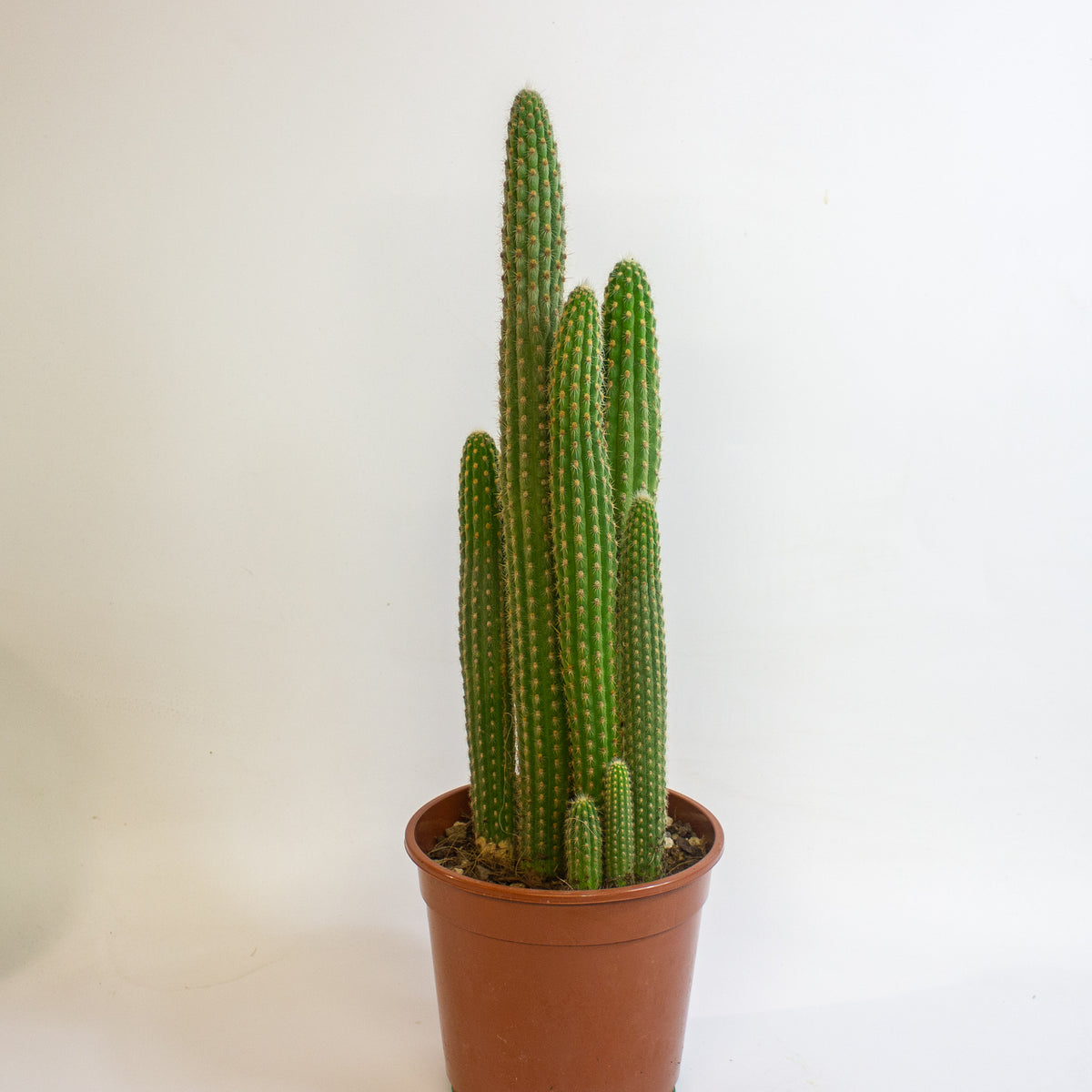 Cereus Cacti 17cm H65cm
