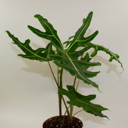 Alocasia portei Zebra 17cm H60cm
