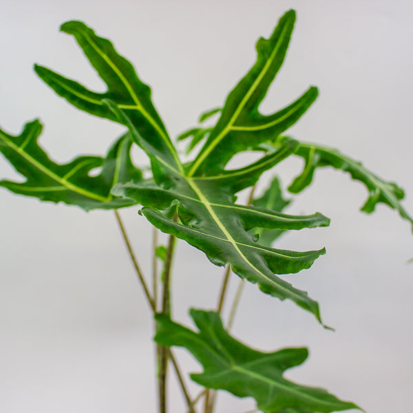 Alocasia portei Zebra 17cm H60cm
