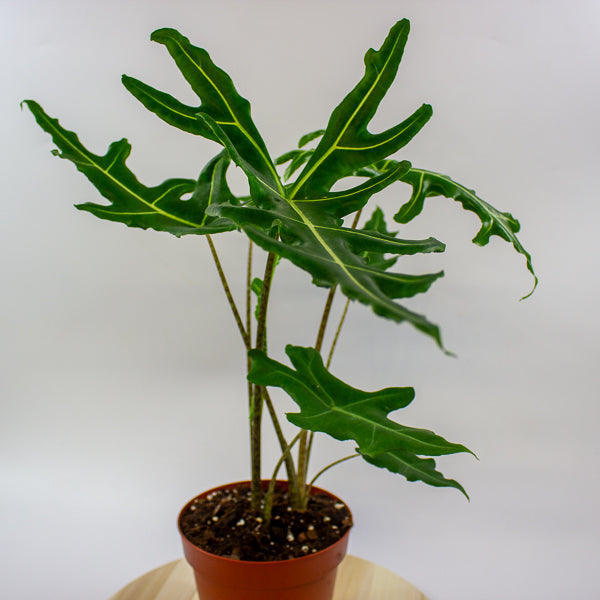 Alocasia portei Zebra 17cm H60cm