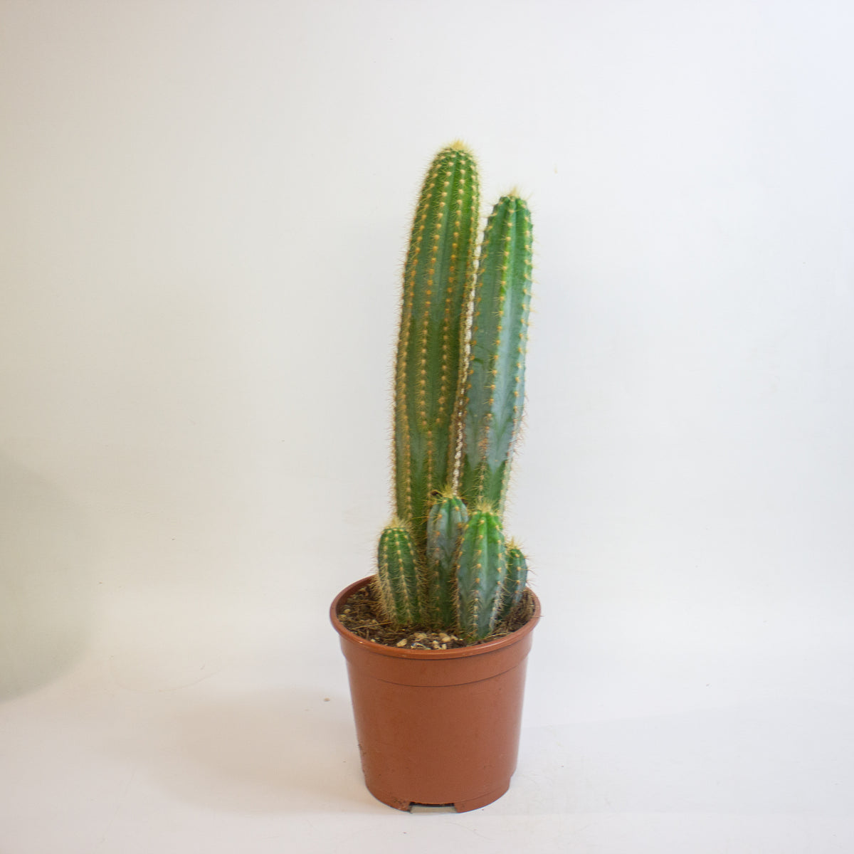 Cereus Cacti 17cm H65cm