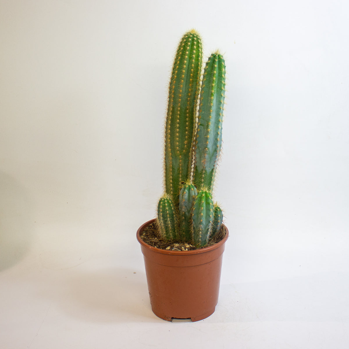 Cereus Cacti 17cm H65cm