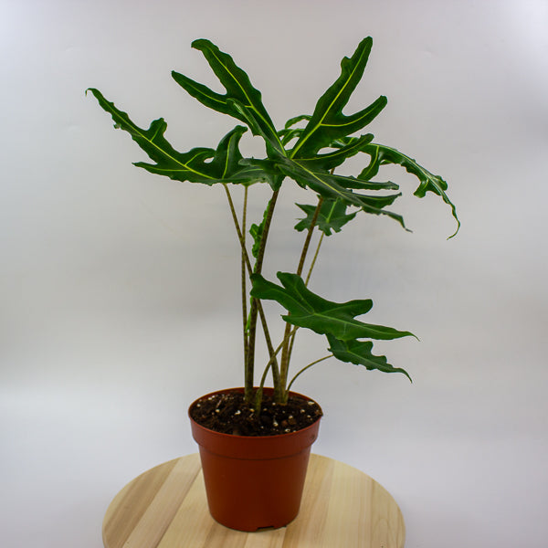 Alocasia portei Zebra 17cm H60cm