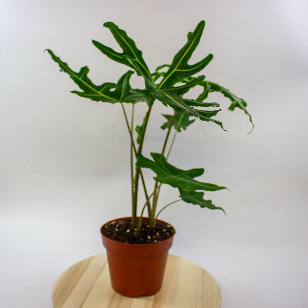 Alocasia portei Zebra 17cm H60cm