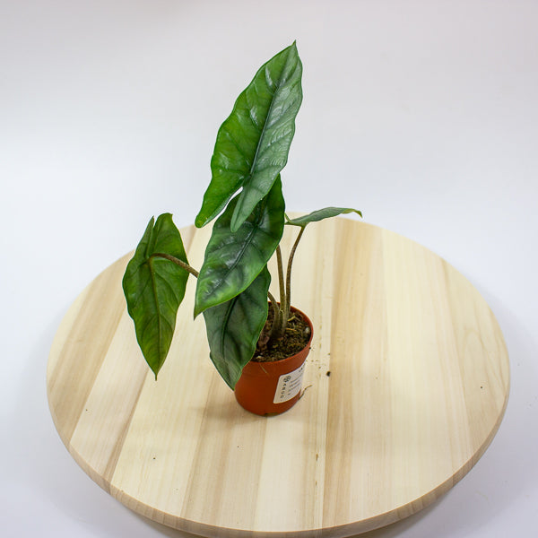 Alocasia heterophylla 'Metallic Blue'