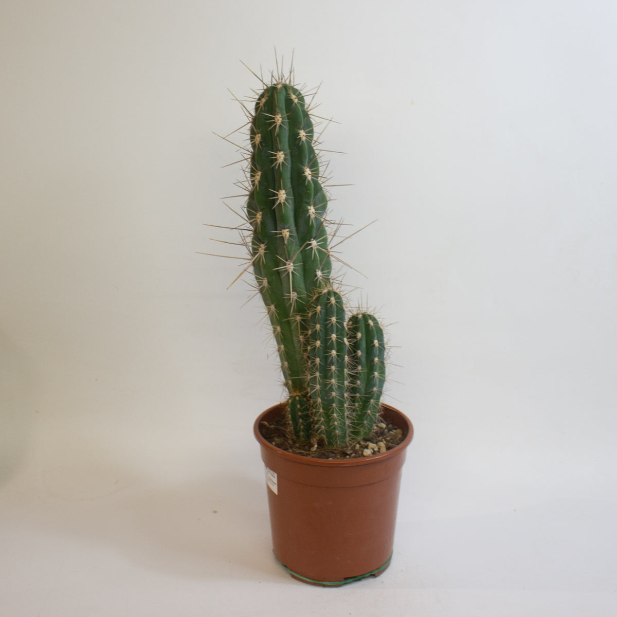 Cereus Cacti 17cm H65cm