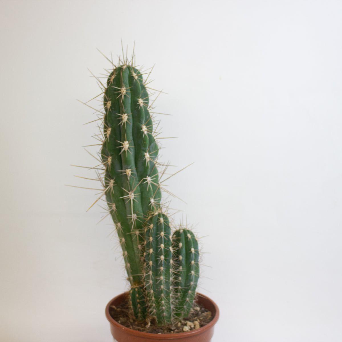 Cereus Cacti 17cm H65cm
