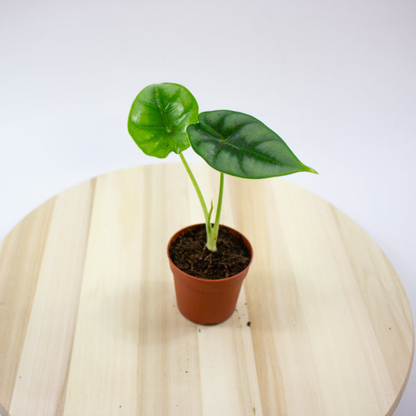 Alocasia reversa