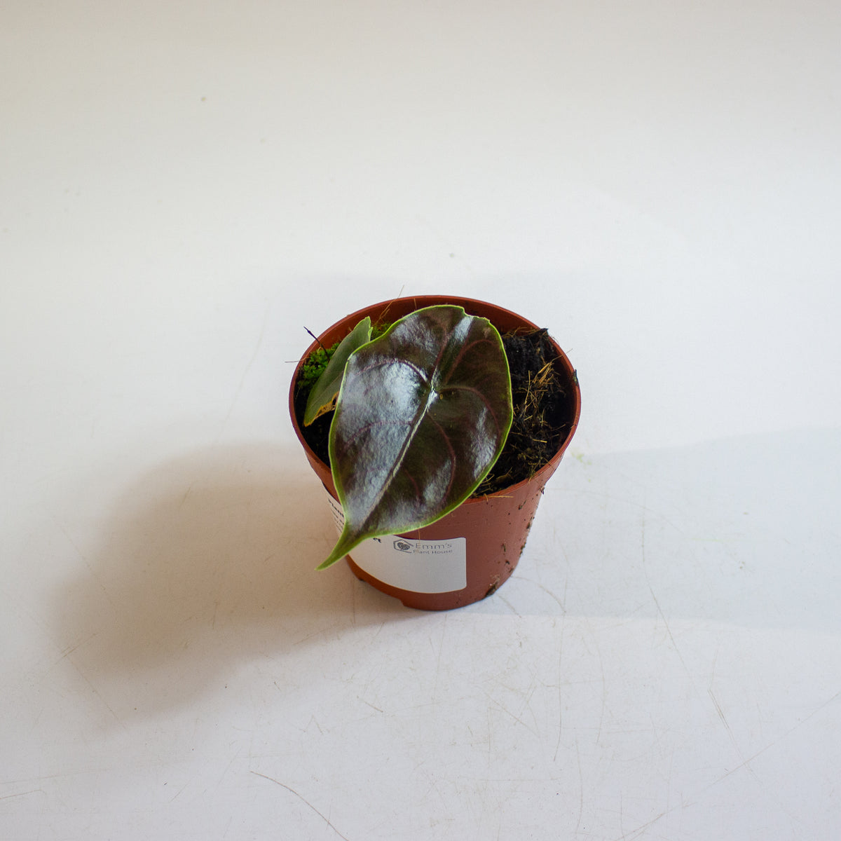 Alocasia azlanii 8cm H12cm