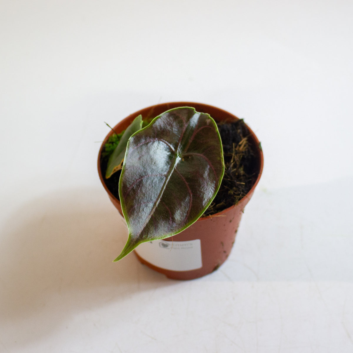 Alocasia azlanii 8cm H12cm