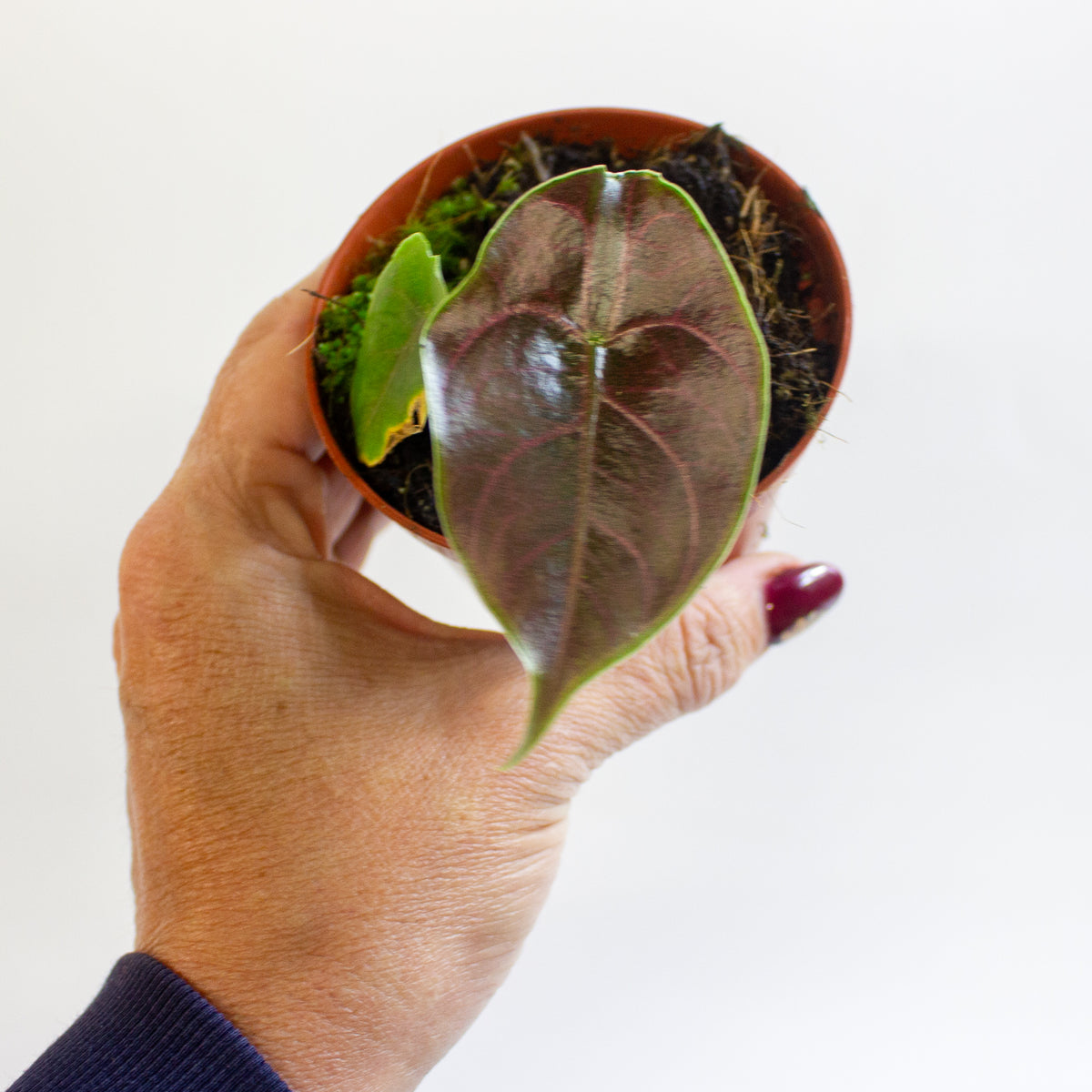 Alocasia azlanii 8cm H12cm
