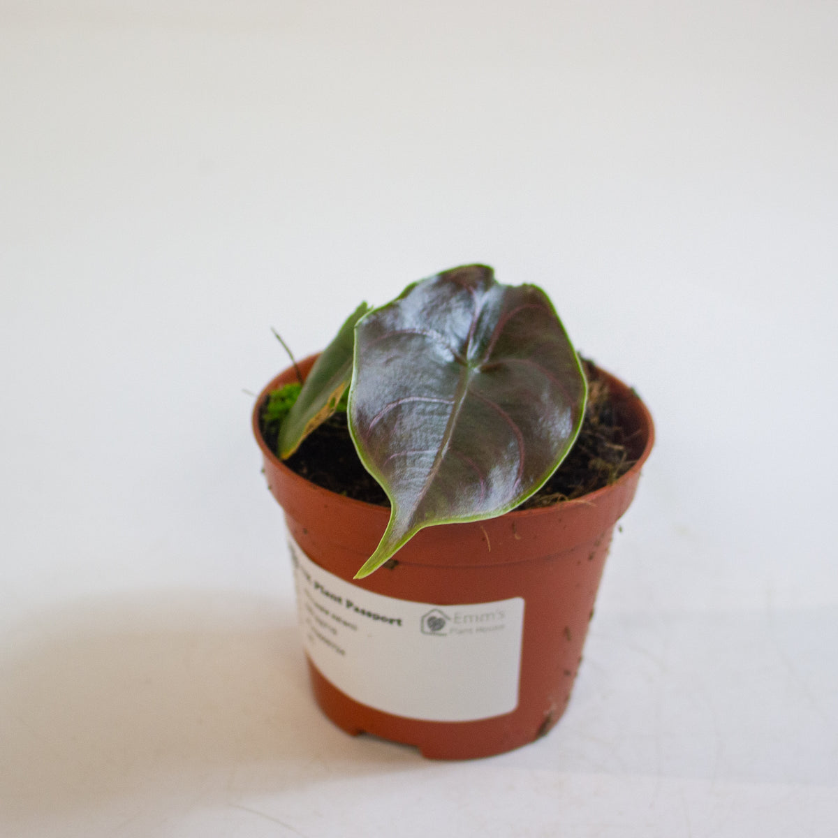 Alocasia azlanii 8cm H12cm