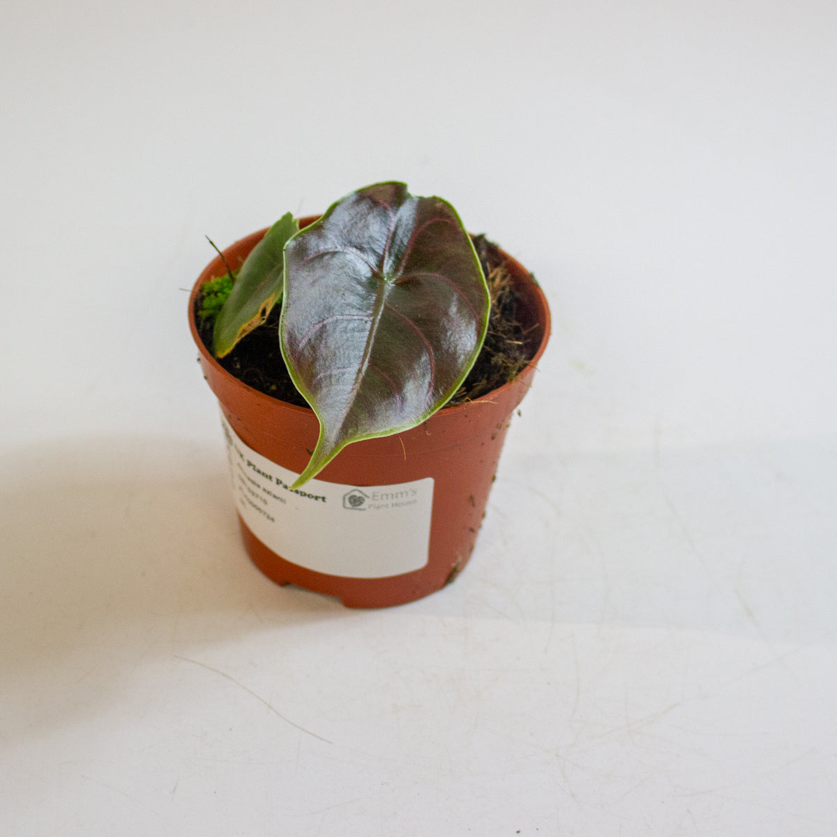 Alocasia azlanii 8cm H12cm