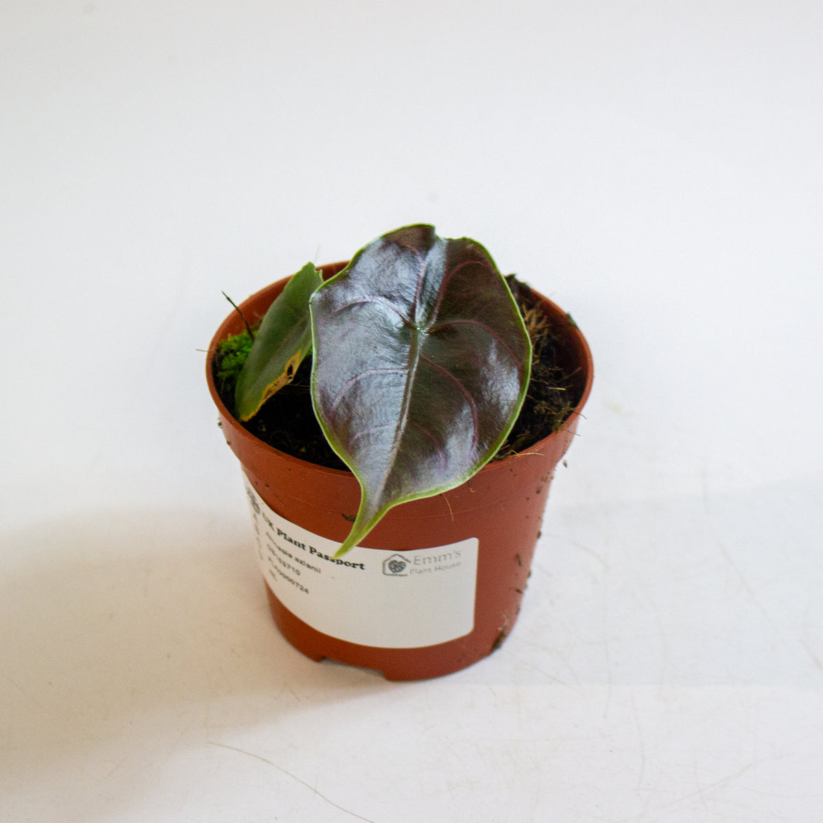 Alocasia azlanii 8cm H12cm