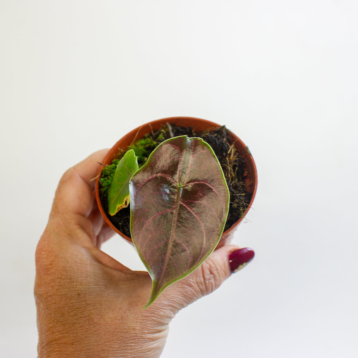Alocasia azlanii 8cm H12cm