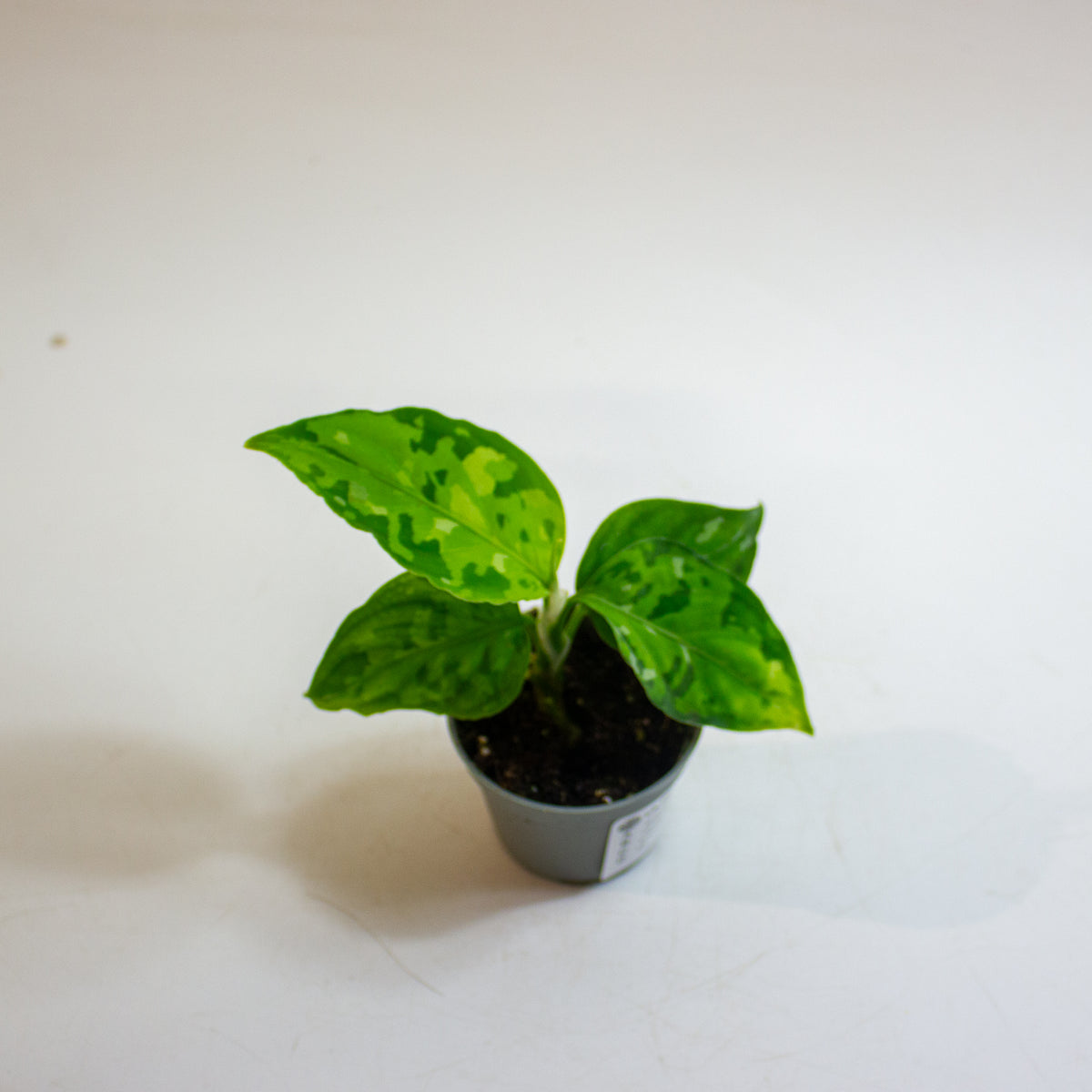 Aglaonema pictum 'Tricolor' 6cm H10cm