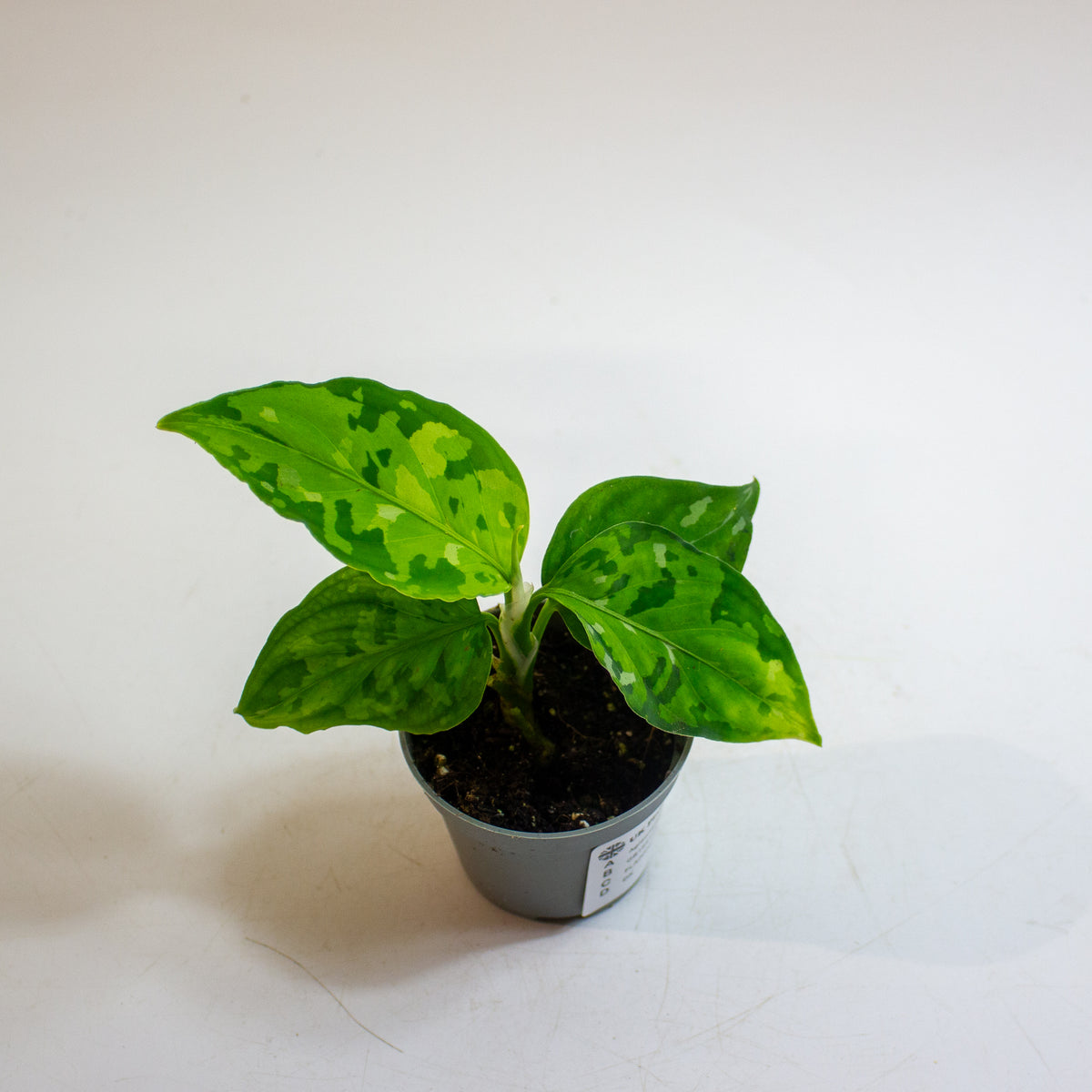 Aglaonema pictum 'Tricolor' 6cm H10cm