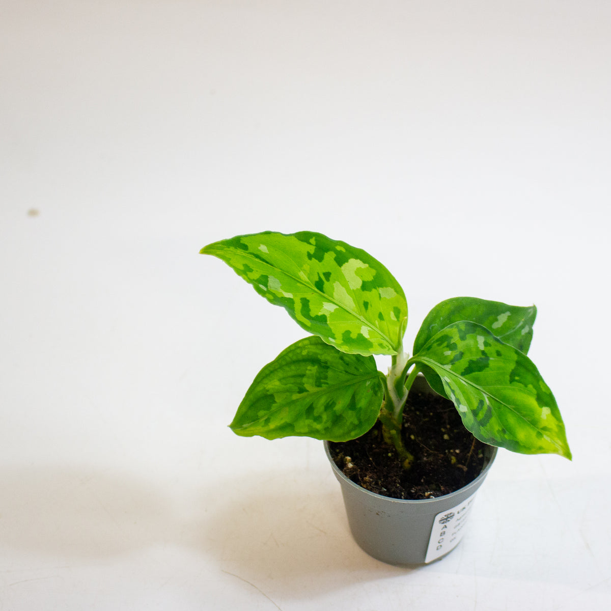 Aglaonema pictum 'Tricolor' 6cm H10cm
