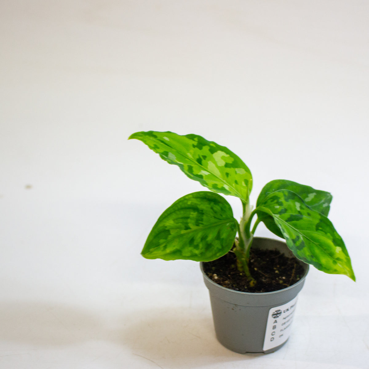 Aglaonema pictum 'Tricolor' 6cm H10cm